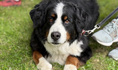 Berner Sennenhund Brahms kam mit seinem Frauchen zum Gottesdienst. 