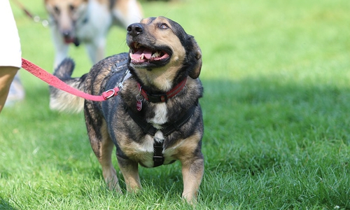 Nicht nur die Hunde können zeigen, was sie drauf haben.