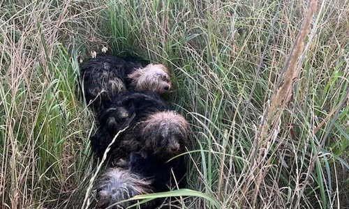 Diese Hunde wurden ausgesetzt.