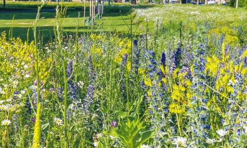 Mit der Braunschweiger Hummel- und Wildbienenmischung helfen Hobbygärtnerinnen und -gärtner den heimischen Insekten bei der Nahrungssuche und schaffen sich selbst ein spätsommerliches Blütenparadies.