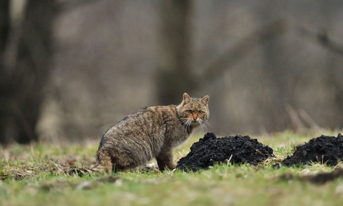 Nur im Harz und im Solling konnten bislang stabile Populationen gesichert nachgewiesen werden – dabei gehört der Solling sogar zu den wildkatzendichtesten Regionen bundesweit.