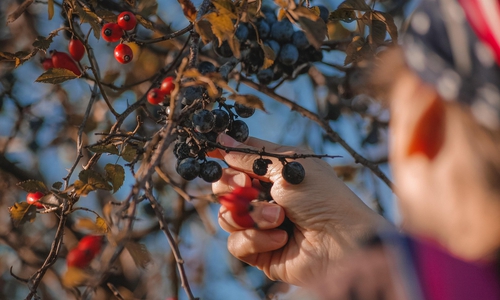 Wild wachsende Brombeeren, Heidelbeeren oder Pilze beispielsweise dürfen in der Regel für den Eigenbedarf gepflückt werden.