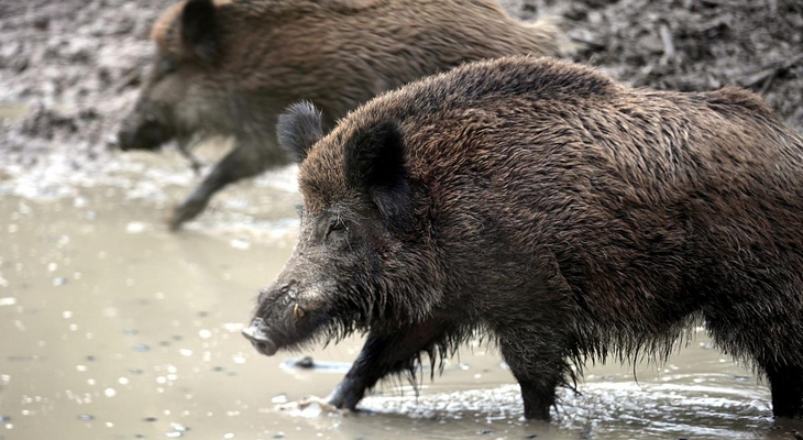 Gefahr im Grünen: So verhält man sich bei Wildschwein-Begegnungen richtig
