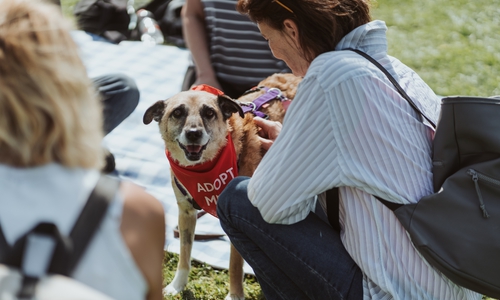Beim Bark Date kann man den Hund fürs Leben finden.