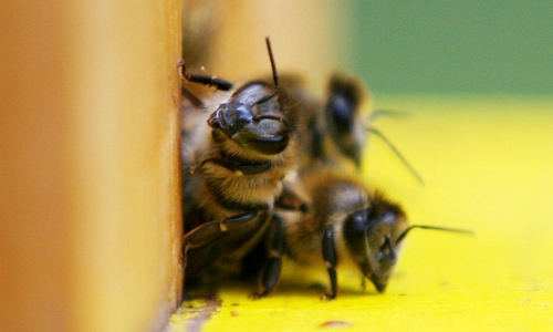 Bienen (Archiv)