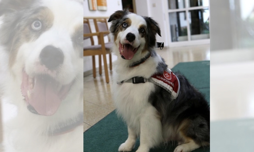 Spy war der erste Besuchshund in Braunschweig. Er war von 2012 bis 2019 im Einsatz.   