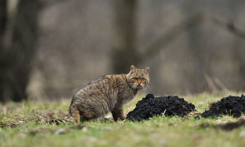 Das Wildkatzenzentrum feiert sein achtjähriges Bestehen.