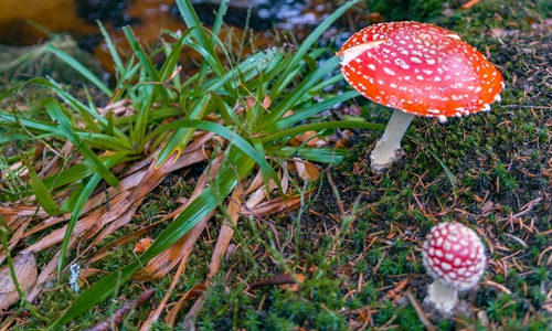 Nicht jeder Pilz ist uneingeschränkt verzehrbar. Symbolbild