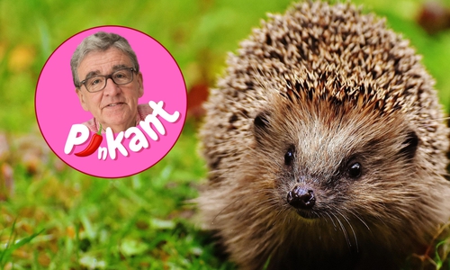 Der dicke Helmut hat da so eine Ahnung.