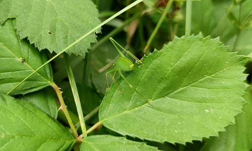 Grashüpfer (Archiv)