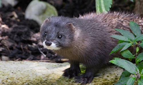 Bei dem scheuen Wesen könnte es sich um einen Mink gehandelt haben.