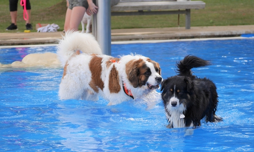 Am Sonntag steht den Hunden wieder ein vergnüglicher Badetag bevor.