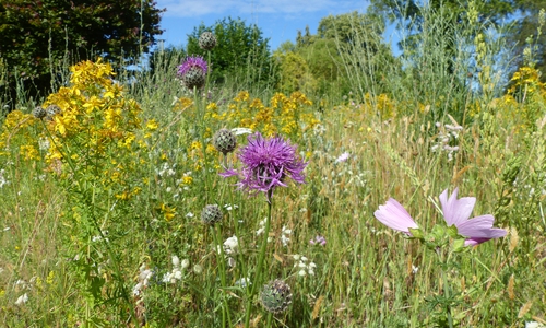  Mit Wildblumenwiesen entstehen Rückzugsräume für die Natur und seltene und gefährdete Arten finden ein Zuhause in der Stadt.