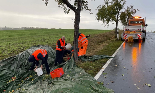 Die Apfelsammelaktion findet auf Streuobstwiesen und entlang der Kreisstraßen statt, wie hier 2022 bei Kissenbrück.