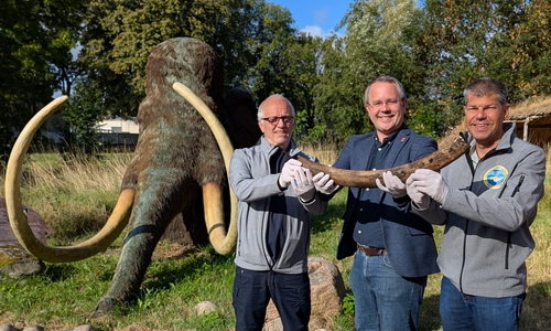 Foto: Freute sich über den Neuzugang: Museumsleiter Arne Homann (Mitte) mit Harald Wiegleb (links), Jürgen Woelke (rechts) und dem Stoßzahn im Eiszeitgarten Salder. Im Hintergrund das lebensgroß rekonstruierte ausgewachsene Mammut im Eiszeitgarten.