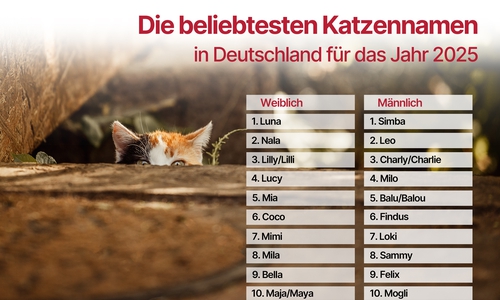 Das sind die beliebtesten Katzennamen 2025