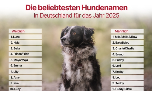 Das waren 2025 die beliebtesten Hundenamen. 