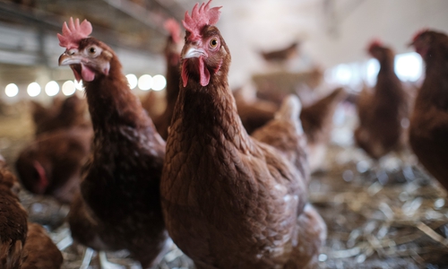 Zum Schutz vor einer Ausbreitung der Geflügelpest werden Teile des Landkreises Goslar zur Überwachungszone erklärt. 