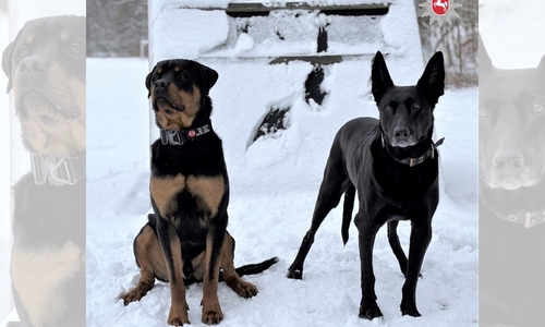 Stitch mit seiner Ausbilderin Moqui. 