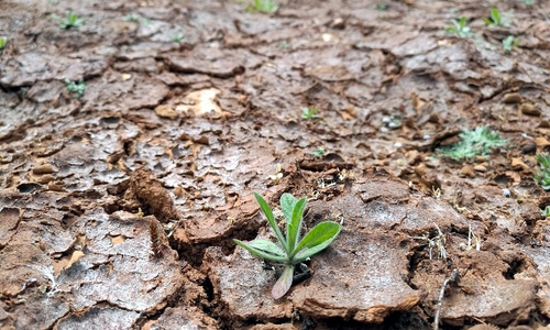 Trockenes Feld (Archiv)