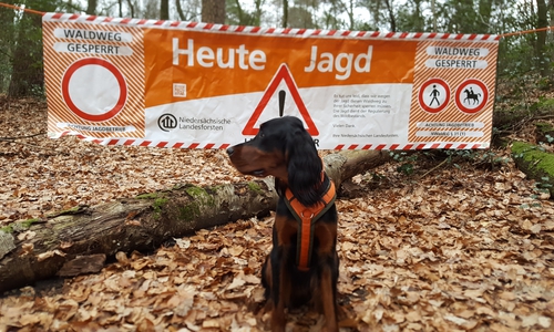 Jagd in Helmstedt führt zur Vollsperrung einer Kreisstraße (Symbolbild).