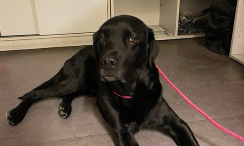 Die Polizei sucht nach dem Besitzer dieses Labradors.