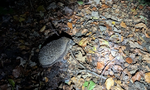 Der Igel konnte den Polizeigewahrsam verlassen.