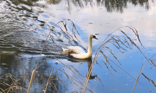 Der Schwan war offensichtlich am Flügel verletzt.