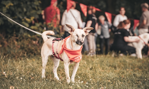 Beim Bark Date können verschiedenste Hunde kennengelernt werden.