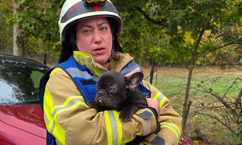 Die Feuerwehr rettete einen Hund aus dem Haus in Leiferde.
