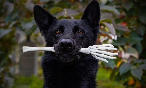 Viele Besitzer verkleiden zu Halloween auch ihre Haustiere – dabei ist das nicht ungefährlich.