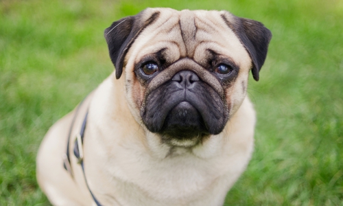 Auch Möpse zählen zu den Hunderassen, die oftmals mit gesundheitlichen Problemen zu kämpfen haben.