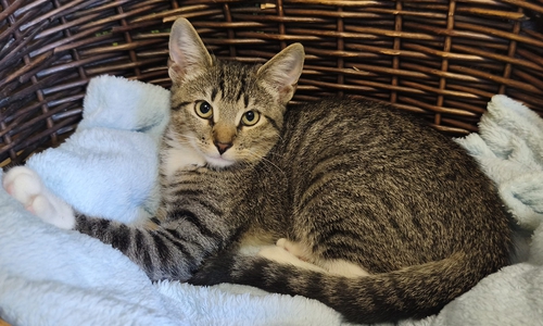 Regina ist eine süße, neugierige und sehr verträgliche junge Katze.