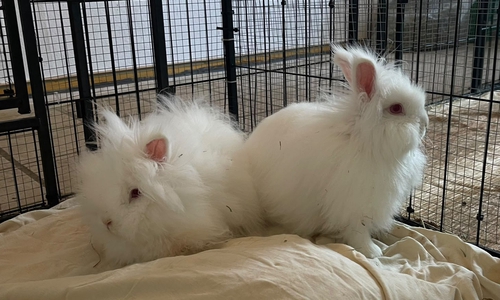 Die beiden Kaninchen sind sehr unterschiedlich, ergänzen sich aber gut.
