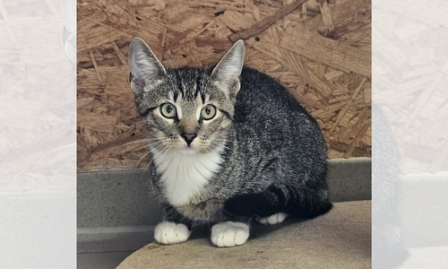Das Katzenmädchen braucht Zeit, um Vertrauen zu fassen.