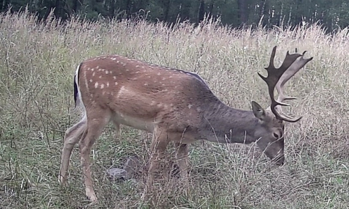 Dieser Hirsch wird gesucht.