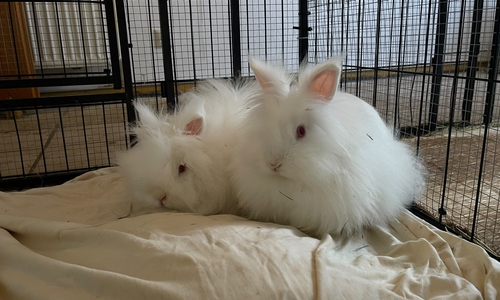 Die beiden Angora-Mixe Yor und Loid sind auf der Suche nach einem liebevollen Zuhause.