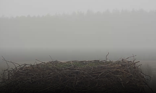 Das Nest von Fridolin und Mai ist noch leer. 