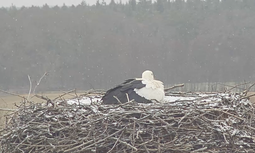 Ein Storch ist bereits da.