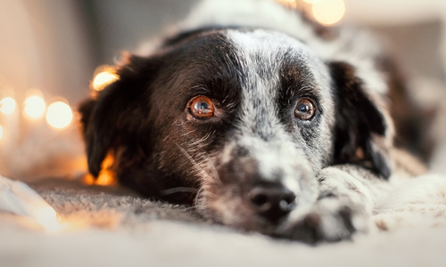 Durch genaues Hinschauen können schon kleinste Schmerzanzeichen der Vierbeiner erkannt und die Ursache frühzeitig tiermedizinisch behandelt werden.