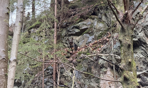 Der Hund saß in steilem Gelände fest.