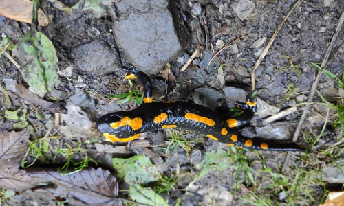 Die Wanderungszeit von Amphibien beginnt.