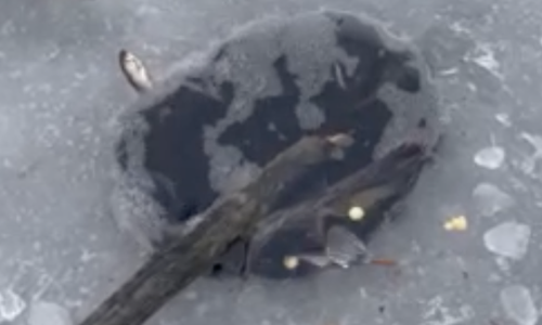 An einem Luftloch am Neuen Teich in Salzgitter sollen sich Fische sammeln.