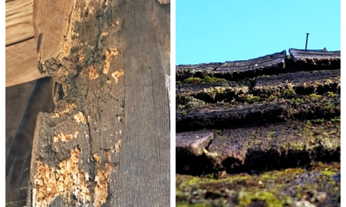 Zwei Beispiele der dokumetierten Schäden: Holzwurmschäden an tragenden Bauteilen der Bockwindmühle Viktoria (li.) und die desolate Dacheindeckung und abstehende Nägel am Tor des Nebeneingangs.