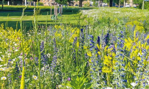 Damit sie bald in voller Blüte stehen: Jetzt ist die perfekte Zeit, um die Braunschweiger Wildbienenmischungen auszusäen.