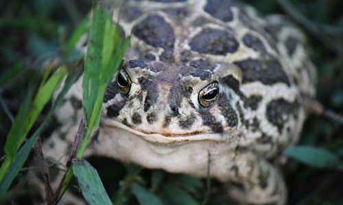 Die Wechselkröte ist in Deutschland sehr selten und vom Aussterben bedroht.