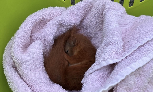 Dieses Eichhörnchen retteten die Einsatzkräfte der Feuerwehr.