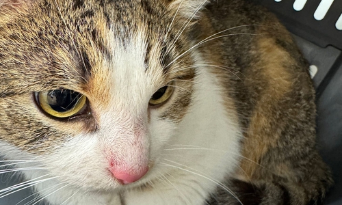 Wem gehört diese Katze?