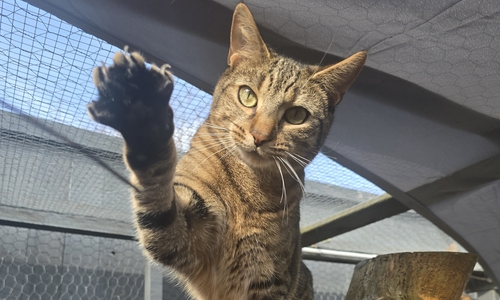 Sieben Katzen warten derzeit noch auf ein liebevolles Zuhause.