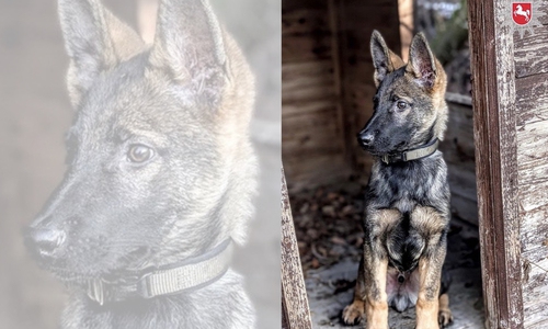 Der junge Schäferhund Kemi hat seine Ausbildung zum Polizeihund begonnen. 